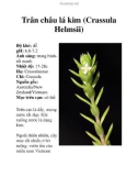 Trân châu lá kim (Crassula Helmsii)