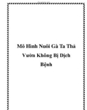 Mô Hình Nuôi Gà Ta Thả Vườn Không Bị Dịch Bệnh