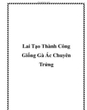 Lai Tạo Thành Công Giống Gà Ác Chuyên Trứng