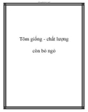 Tôm giống - chất lượng còn bỏ ngỏ