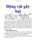 Động vật gây hại