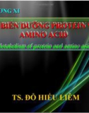 CHƯƠNG XI: SỰ BIẾN DƯỠNG PROTEIN VÀ AMINO ACID