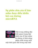 Sự phân chia của tế bào mầm được điều khiển bởi con đường microRNA