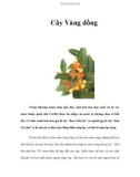 Cây Vàng đồng