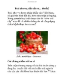 Trái cherry, đắt xắt ra… thuốc?