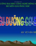 Bài giảng Điều dưỡng cơ bản I: Các phẩm chất cá nhân của người điều dưỡng - GV. Vũ Văn Tiến