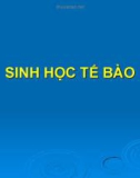 Bài giảng môn Sinh học tế bào