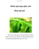 Muốn ngủ ngon giấc, nên dùng ngò gai