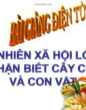 Bài giảng TNXH 1 bài 29: Nhận biết cây cối và con vật