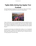 Ngắm thiên đường hoa lupine New Zealand