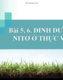 Bài giảng Sinh học lớp 11 bài 5, 6: Dinh dưỡng nitơ ở thực vật