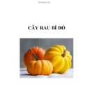 CÂY RAU BÍ ĐỎ