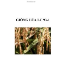 GIỐNG LÚA LC 93-1