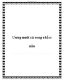 Ương nuôi cá song chấm nâu