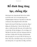 Rễ đinh lăng tăng lực, chống độc