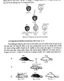 Advanced Biology - Lý Thuyết Di Truyền, Di Truyền Phân Tử Phần 2