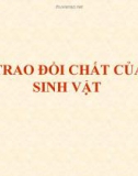 Bài giảng Sự trao đổi chất của Vi sinh vật