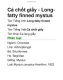 Cá chốt giấy - Longfatty finned mystus