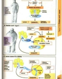 Atlas de poche de physiologie - part 8