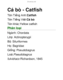 Cá bò - Catfish