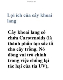 Lợi ích của cây khoai lang