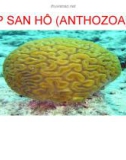 TÀI LIỆU THAM KHẢO: LỚP SAN HÔ (ANTHOZOA)