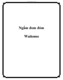 Ngắm đom đóm Waitomo