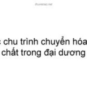 Các chu trình chuyển hóa vật chất trong đại dương