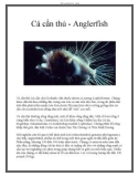 Cá cần thủ - Anglerfish