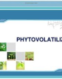 Phytovolatilization