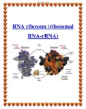 RNA riboxom (ribosomal RNA-rRNA)