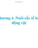 CNSHDV: Nuôi cấy tế bào Động vật