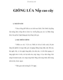 GIỐNG LÚA Nếp cao cây