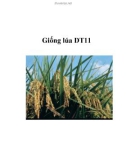 Giống lúa DT11