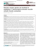 Reactive oxygen species are involved in regulating a1-adrenoceptor-activated vascular smooth muscle contraction