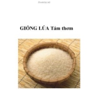 GIỐNG LÚA Tám thơm