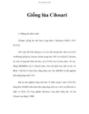 Giống lúa Cilosari