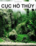 BỐ CỤC HỒ THỦY SINH