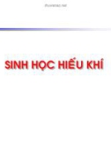 Sinh học hiếu khí