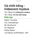 Cá chốt trắng-Iridescent mystus