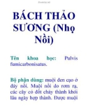 BÁCH THẢO SƯƠNG (Nhọ Nồi)