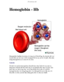 Hemoglobin - Hb