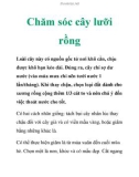 Chăm sóc cây lưỡi rồng