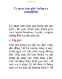 Cơ quan cảm giác Lưỡng cư (Amphibia)