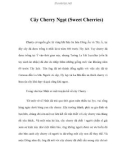 Cây Cherry Ngọt (Sweet Cherries)