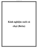 Kinh nghiệm nuôi cá chọi (Betta)