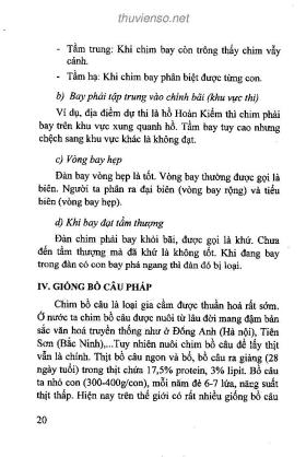 Giới thiệu về nghề nuôi chim bồ câu: Phần 2