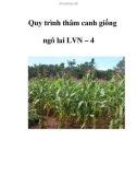 Quy trình thâm canh giống ngô lai LVN – 4