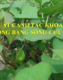 Báo cáo Kỹ thuật canh tác khoai lang ở đồng bằng sông Cửu Long