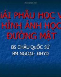 GiẢI PHẪU HỌC VÀ HÌNH ẢNH HỌC ĐƯỜNG MẬT